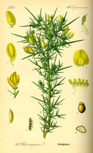 Ulex europæus - утесник европейский